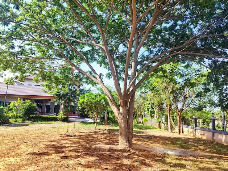 Ceremony Venue - tree